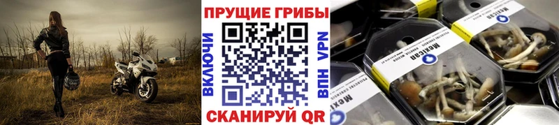 Галлюциногенные грибы Psilocybe  как найти наркотики  omg ссылки  Карабаш 